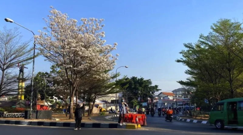 Tabebuya Putih Mekar di Bundaran Cibiru Bandung Curi Perhatian